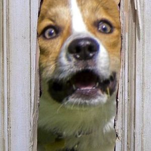 Meet your Posher, Theodore